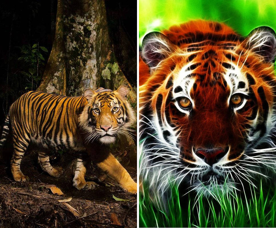 Тигр жив 2. Живые обои тигры. V2 Tiger.