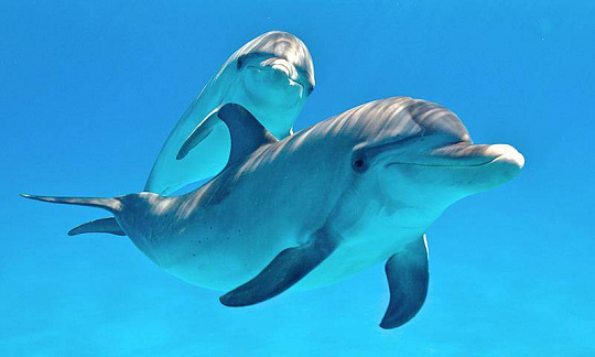 Скриншоты к Дельфины живые обои