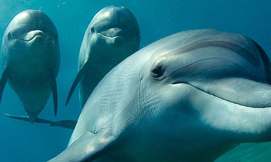 Скриншоты к Дельфины живые обои